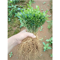 广西枳壳苗&桂林枳壳苗价格 