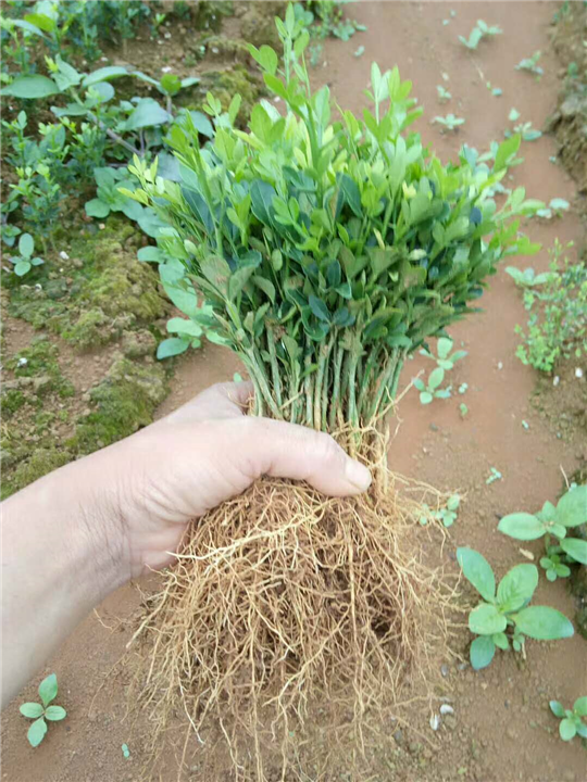 广西枳壳苗&桂林枳壳苗价格 