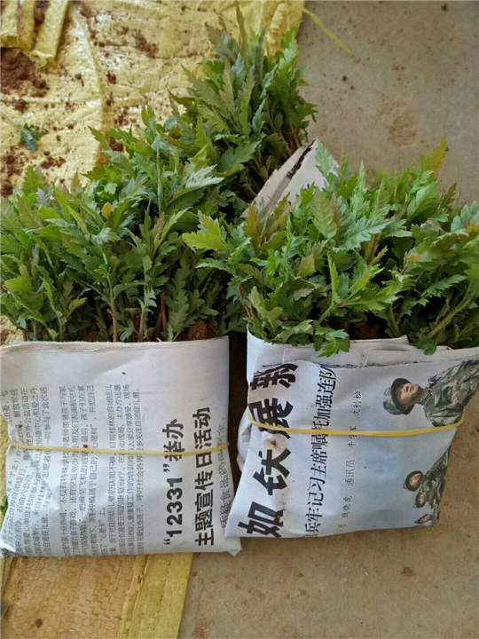 广西杨梅苗&桂林杨梅芽苗 