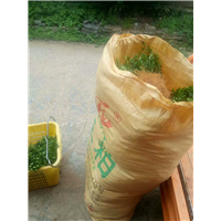 广西枳壳苗&桂林枳壳苗价格 