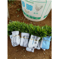 广西酸柑苗&桂林酸柑芽苗&广西酸柑苗价格 