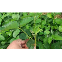 广西草莓苗定植技巧