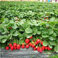 桂林草莓苗基地