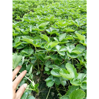 桂林草莓苗批发