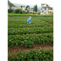 桂林草莓苗销售
