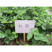 广西红颜草莓种苗