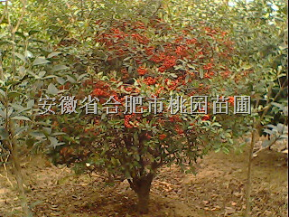 安徽火棘球 