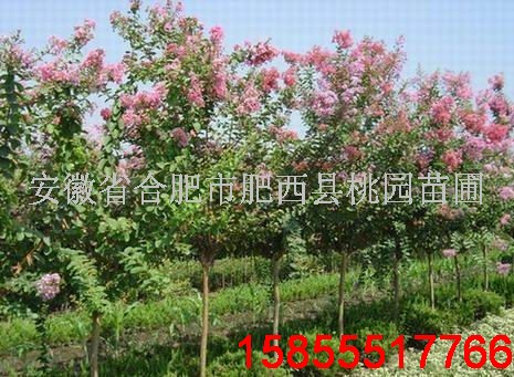 肥西桃园苗圃〓〓【安徽紫薇】、【紫薇价格】〓〓15855517766