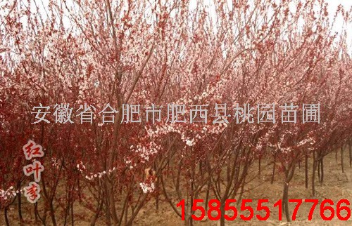 肥西桃园苗圃〓〓【安徽红叶李】、【红叶李价格】〓〓15855517766