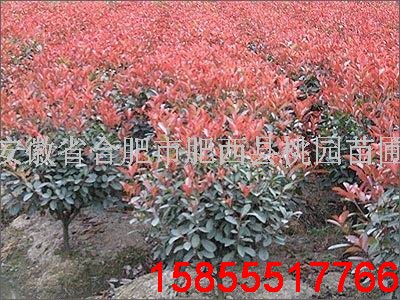 【安徽火棘球】、【安徽肥西火棘球】、【火棘球**价格】@肥西桃园苗圃