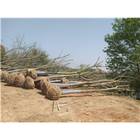湖南栾树苗★ 常德栾树苗◆ 常德栾树苗