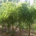 湖南香樟|香泡|桂花|栾树 