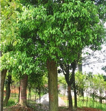 湖南香樟|香泡|桂花|栾树 