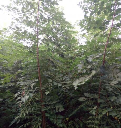 湖南栾树|常德栾树|湖南常德栾树 