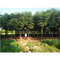 湖南栾/常德栾树/湖南常德栾树