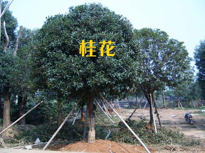 常德栾树价格 湖南栾树种植技术 