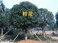 常德栾树价格 湖南栾树种植技术 