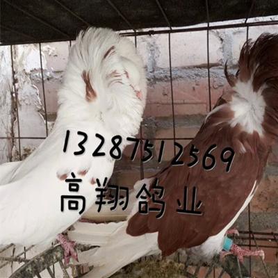 肉鸽养殖场-如何辨别种鸽年龄-种鸽养殖 
