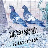 种鸽养殖场|银王种鸽繁殖能力 