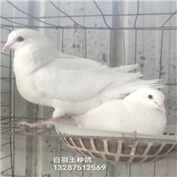 肉鸽种鸽养殖场