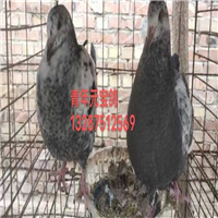 附近哪里有卖鸽子的