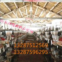 肉鸽饲料 肉鸽饲料配比 肉鸽吃什么饲料 