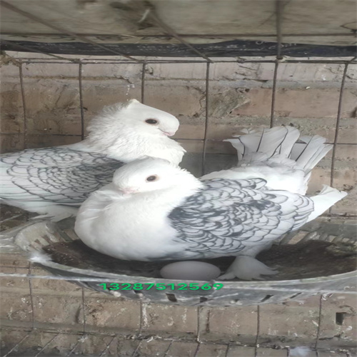 山东肉鸽养殖场