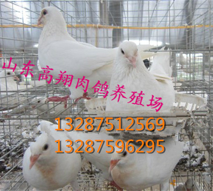 山东养鸽场%山东肉鸽行情 