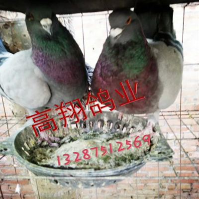 鸽子养殖场|鸽子养殖 