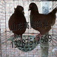 肉鸽种鸽|山东白羽王种鸽养殖|肉鸽养殖场 