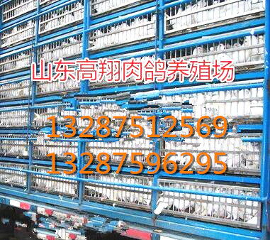 肉鸽养殖场/肉鸽养殖技术/如何提高肉鸽 