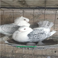 山东肉鸽养殖场