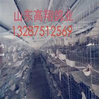肉鸽 -肉鸽的养殖场  肉鸽养殖前景 