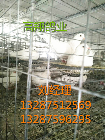 种鸽养殖01 辽宁种鸽-浙江种鸽-江苏种鸽 