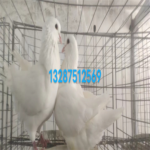鸽子公母怎么看 **准确