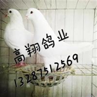 山东肉鸽养殖场、山东肉鸽养殖 