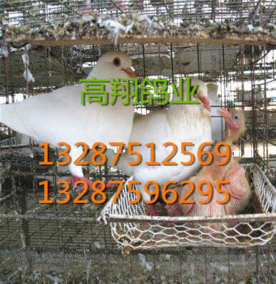 山东种鸽/肉鸽/鸽子 /养鸽厂/养鸽基地 