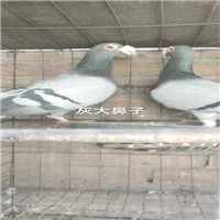 种鸽