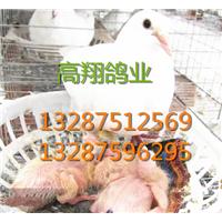 元宝鸽 /公斤鸽/种鸽/肉鸽/  鸽子 