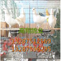 肉鸽品种|白羽王种鸽养殖场|肉鸽养殖场 