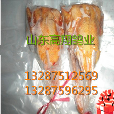 种鸽-种鸽的养殖%山东高翔肉鸽养殖场 