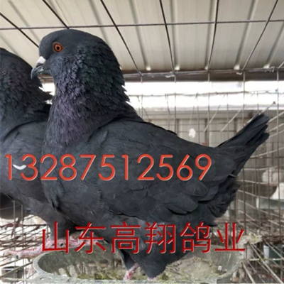 潍坊肉鸽、潍坊肉鸽养殖场、潍坊种鸽 