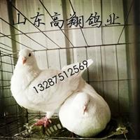 肉鸽价格、**的肉鸽价格、山东肉鸽价格 