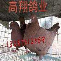 笼养鸽子|银王|白羽王|种鸽养殖场的建设 