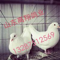 山东养鸽厂/ 高翔种鸽/山东种鸽基地 