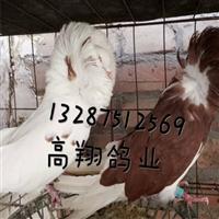 肉鸽养殖场-如何辨别种鸽年龄-种鸽养殖 