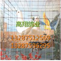 辽宁种鸽-肉鸽养殖场 -肉鸽价格 