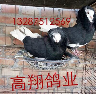 山东白羽王种鸽养殖场 