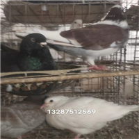 金母特征信鸽图片