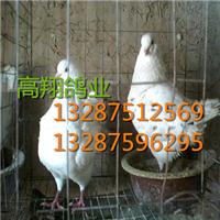 灰王-山东种鸽/肉鸽/鸽子 